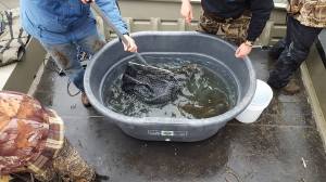 04062016 bucket of eyes