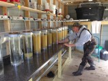 5 Million walleye eggs in hatchery jars