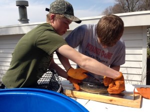DK and Jacob measuring fish n clipping fins