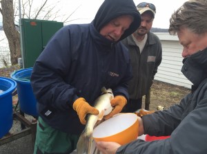 Frank milking 04062016