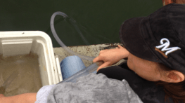 Kristine siphoning out our babies