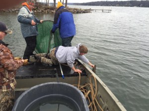 removing muskies 04062016