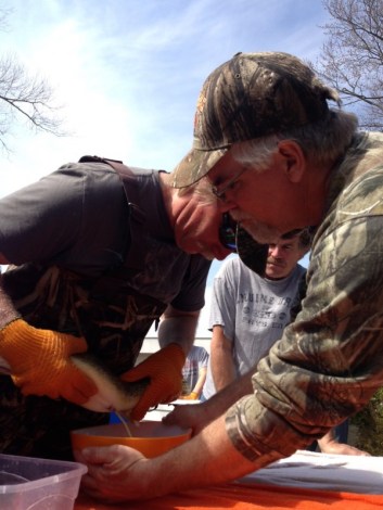 Stripping walleye eggs