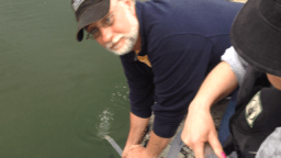 Turk releasing the fry by siphon