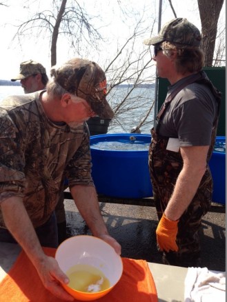 Milt is added from the male walleyes