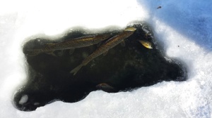 Pike in staging in the "Catch and Release" pond