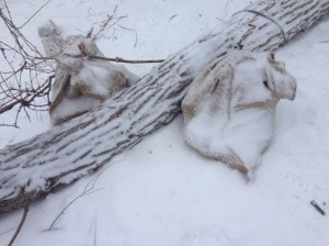 Rock burlap saddle bags