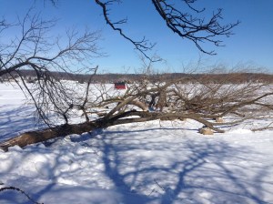 Woody structure 95% complete