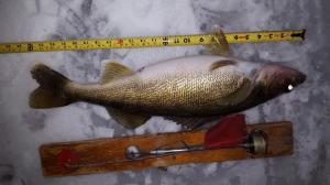 Mikes 24 in 2016 Release